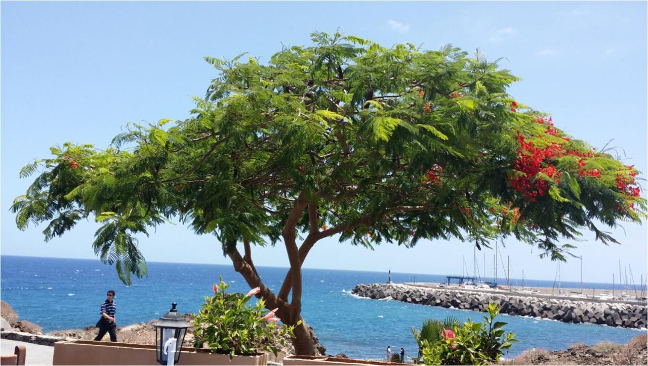431 - Edif Aguamarina - Vacation Rental Home In The Coast Line Of Golf Del Sur サンミゲル・デ・アボナ エクステリア 写真